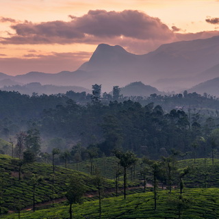 Valparai - Zonsopgang theevelden